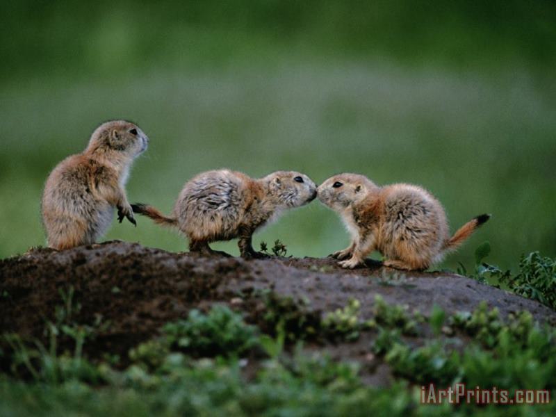 Raymond Gehman Prairie Dogs Touch Noses in a Possible Prelude to Kin Recognition Art Painting