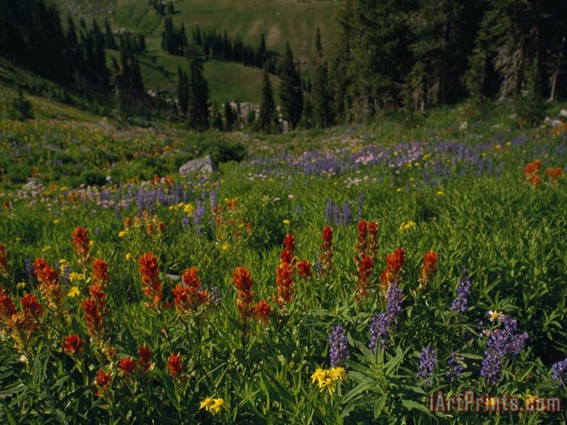 Raymond Gehman Radiant Summer Blooms Crowd a High Mountain Meadow on The Teton Crest Trail Art Print
