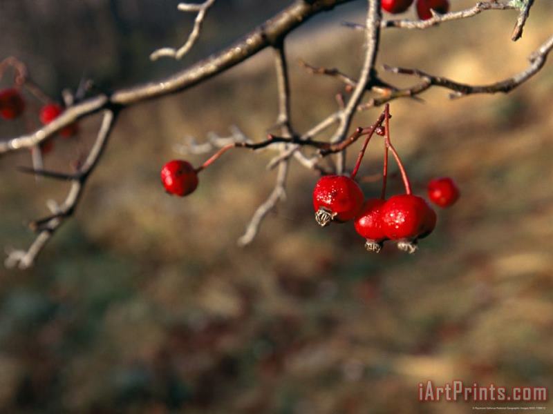 Raymond Gehman Red Fruit on The Tips of Leafless Serviceberry Branches Art Print
