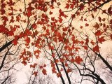 Raymond Gehman - Red Maple And Autumn Sky painting