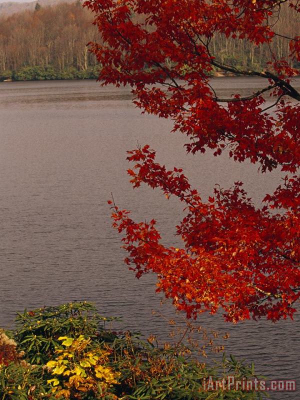Raymond Gehman Red Maple Tree And Rhododendrons on The Shore of Price Lake Art Print
