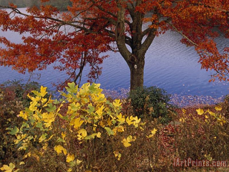Red Maple Tree And Sycamore Sapling at Lake's Edge painting - Raymond Gehman Red Maple Tree And Sycamore Sapling at Lake's Edge Art Print