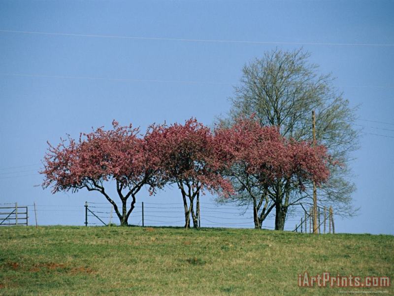 Raymond Gehman Redbud Trees in Bloom Art Painting