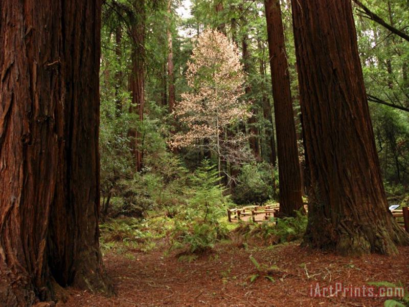 Raymond Gehman Redwoods And Trail in Muir Woods National Monument California Art Print