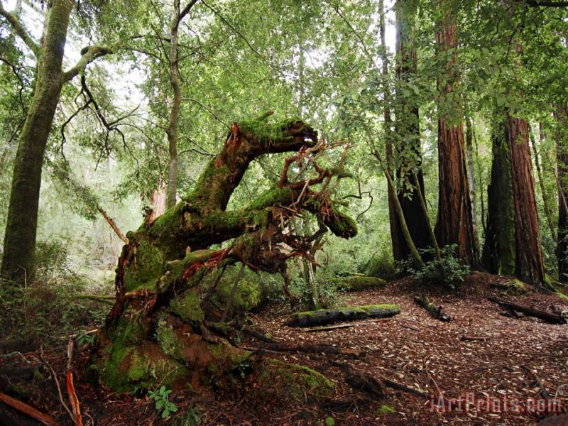 Redwoods in Big Basin State Park California painting - Raymond Gehman Redwoods in Big Basin State Park California Art Print