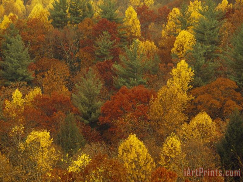 Raymond Gehman Scenic Mountain Forest in Rich Autumn Colors Art Print