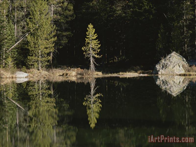 Raymond Gehman Shoreline Trees And Rock Reflected on The Surface of String Lake Art Painting