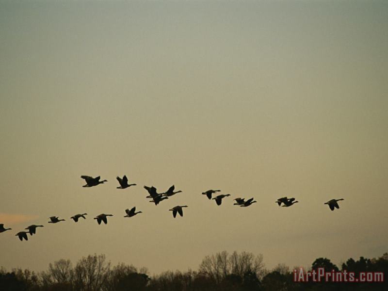 Raymond Gehman Silhouetted Canada Geese Flying in Formation at Twilight Art Print