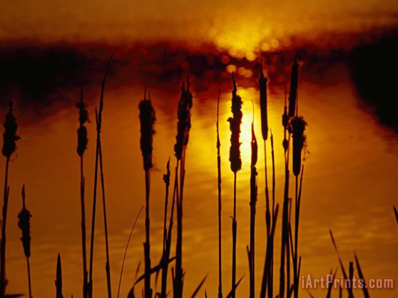 Silhouetted Cattails And Sunlight on The Water at Sunset painting - Raymond Gehman Silhouetted Cattails And Sunlight on The Water at Sunset Art Print