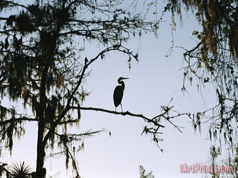 Raymond Gehman Silhouetted Great Blue Heron in a Spanish Moss Draped Cypress Tree Art Painting