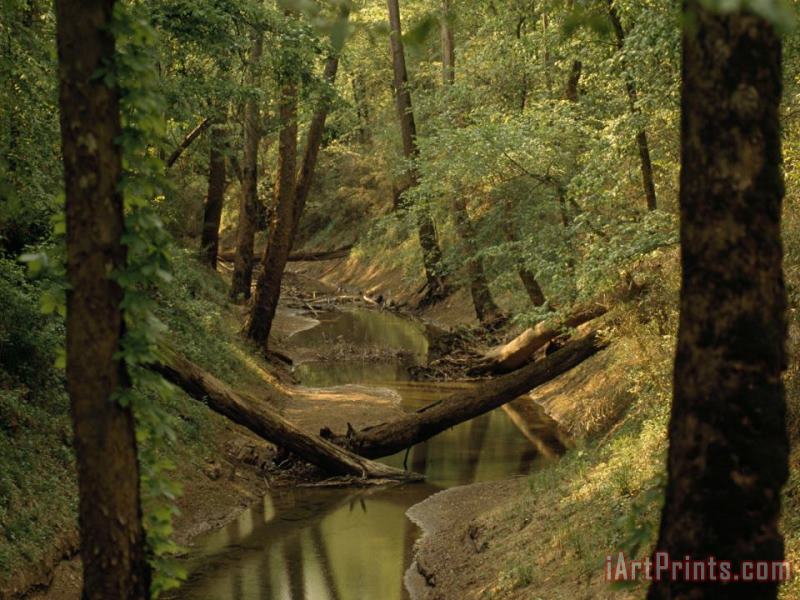 Raymond Gehman Small Creek Through a Forest Along a Mammoth Cave Nature Trail Art Painting
