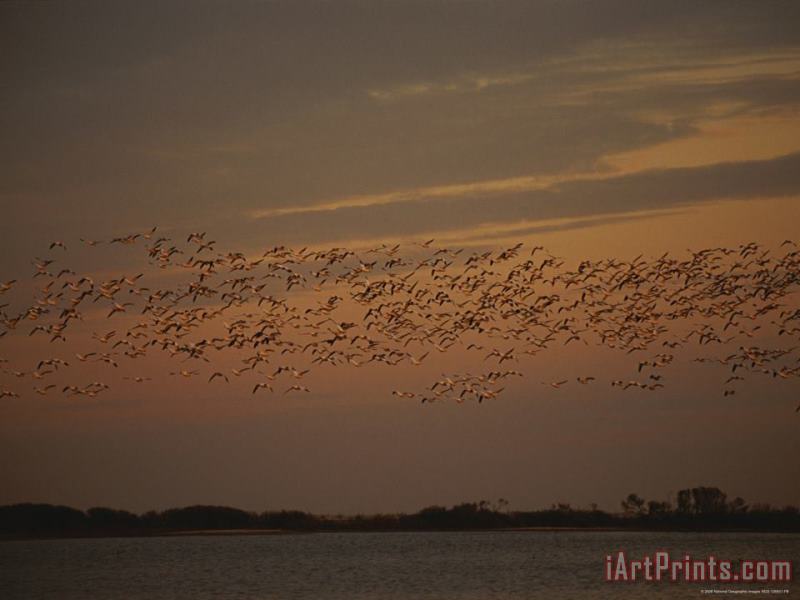 Raymond Gehman Snow Geese in Flight Over Swans Cove Pool at Sunset Art Print