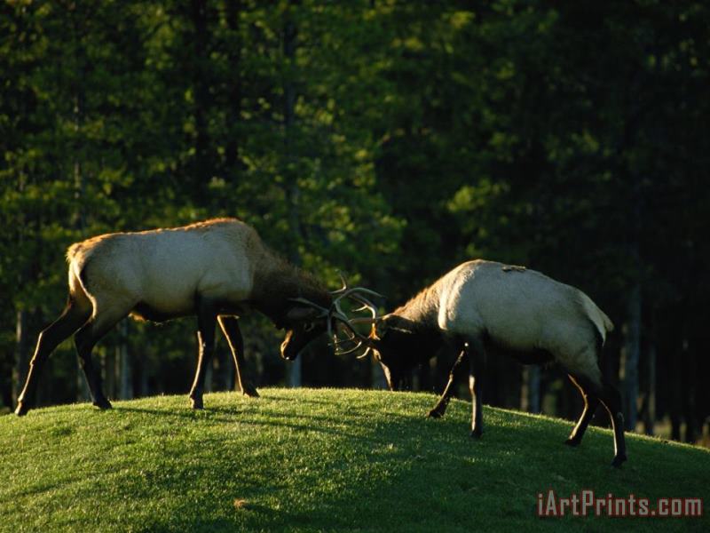 Sparring Elk Clash Antlers painting - Raymond Gehman Sparring Elk Clash Antlers Art Print