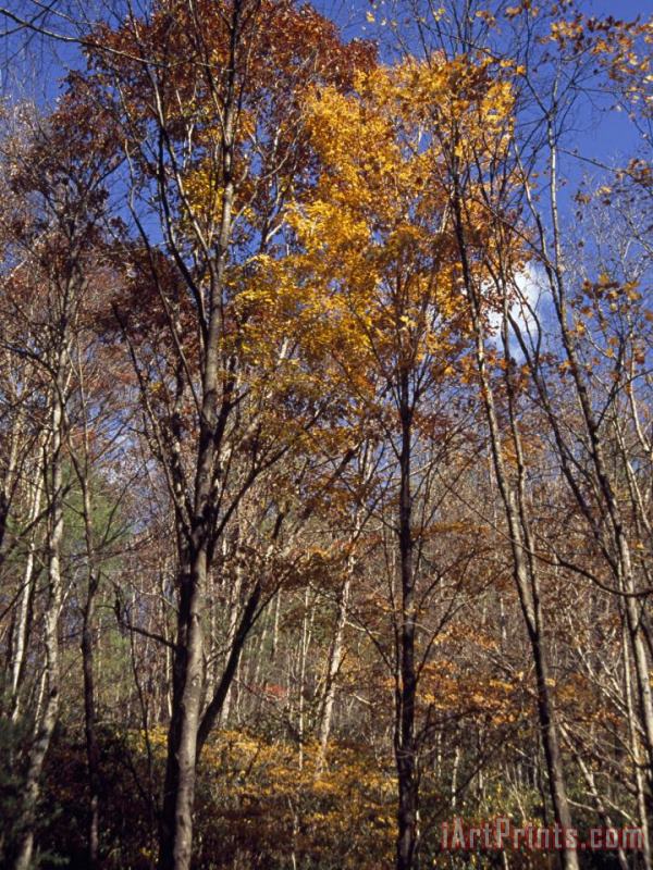 Raymond Gehman Stand of Partially Denuded Trees And Others with Clinging Autumn Hues Art Painting