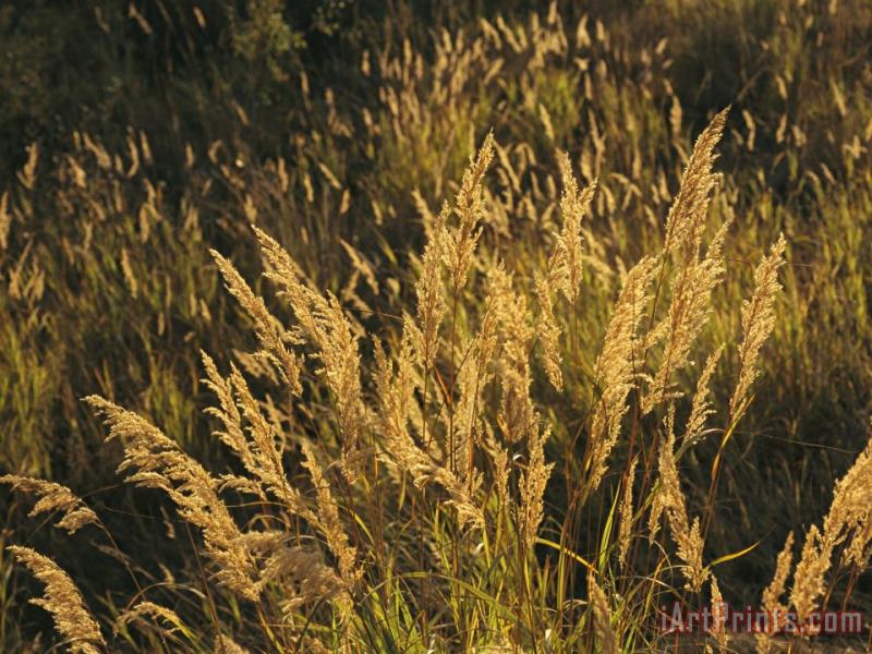 Sunlight Illuminates Meadow Grasses in The Mackenzie River Delta painting - Raymond Gehman Sunlight Illuminates Meadow Grasses in The Mackenzie River Delta Art Print