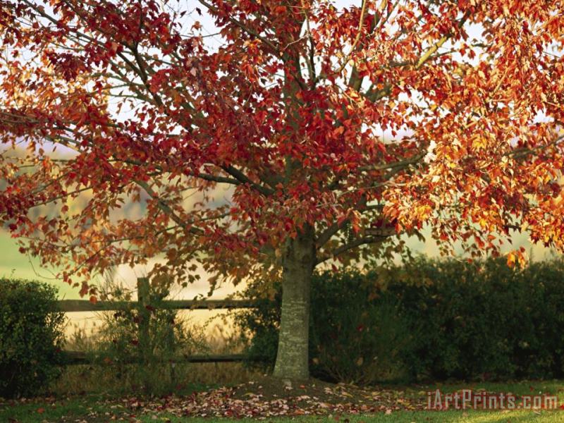 Raymond Gehman Sunlight on a Maple Tree in Fall Foliage Art Print