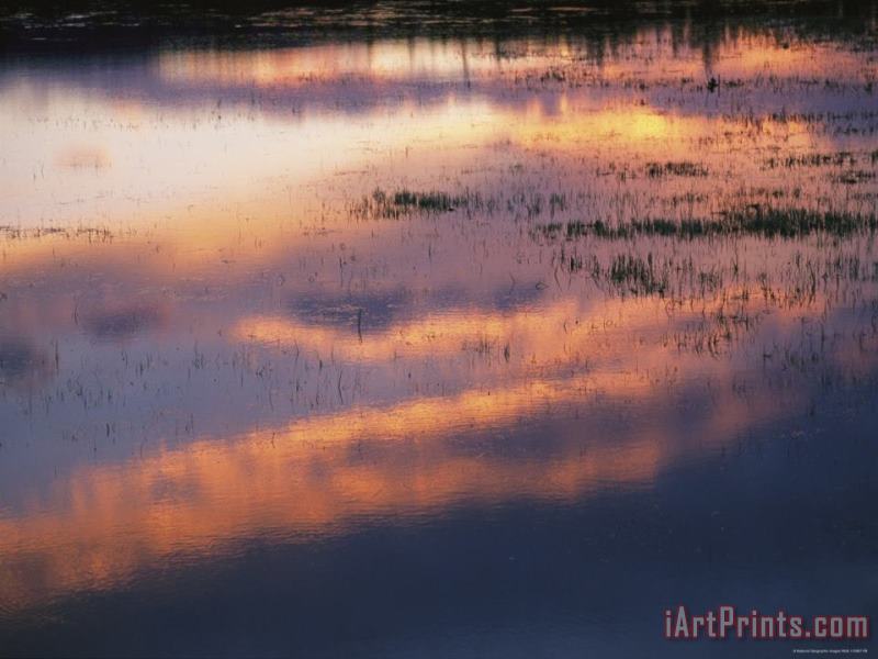 Sunset Lit Clouds Reflect on a Lake with Sedges at Twilight painting - Raymond Gehman Sunset Lit Clouds Reflect on a Lake with Sedges at Twilight Art Print