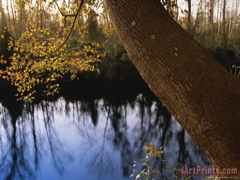 Sweet Gum Tree Leaning Over The Dismal Swamp Canal painting - Raymond Gehman Sweet Gum Tree Leaning Over The Dismal Swamp Canal Art Print