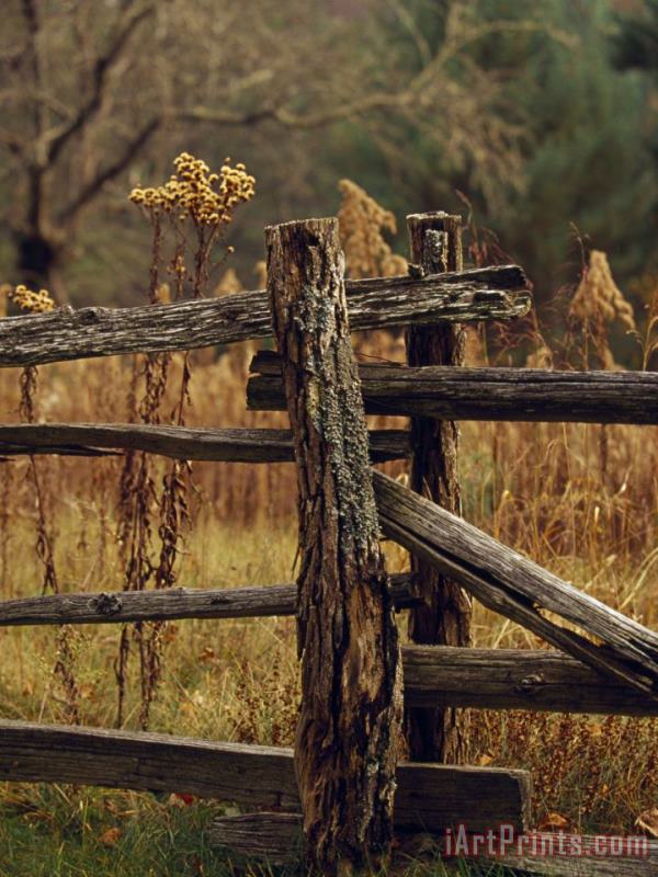 Raymond Gehman Tall Weeds in Autumn Brown Along a Split Rail Fence Art Painting