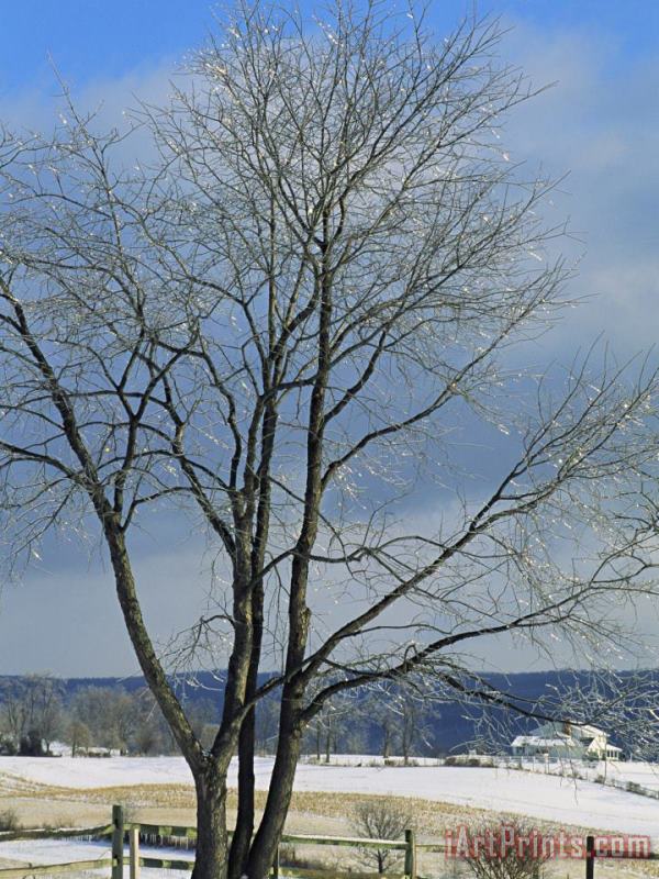 The Frozen Branches of a Tree Sparkle in The Sunlight Waynesboro Pennsylvania painting - Raymond Gehman The Frozen Branches of a Tree Sparkle in The Sunlight Waynesboro Pennsylvania Art Print