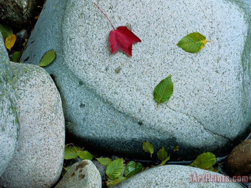Three Fallen Leaves Lie on a Rock painting - Raymond Gehman Three Fallen Leaves Lie on a Rock Art Print