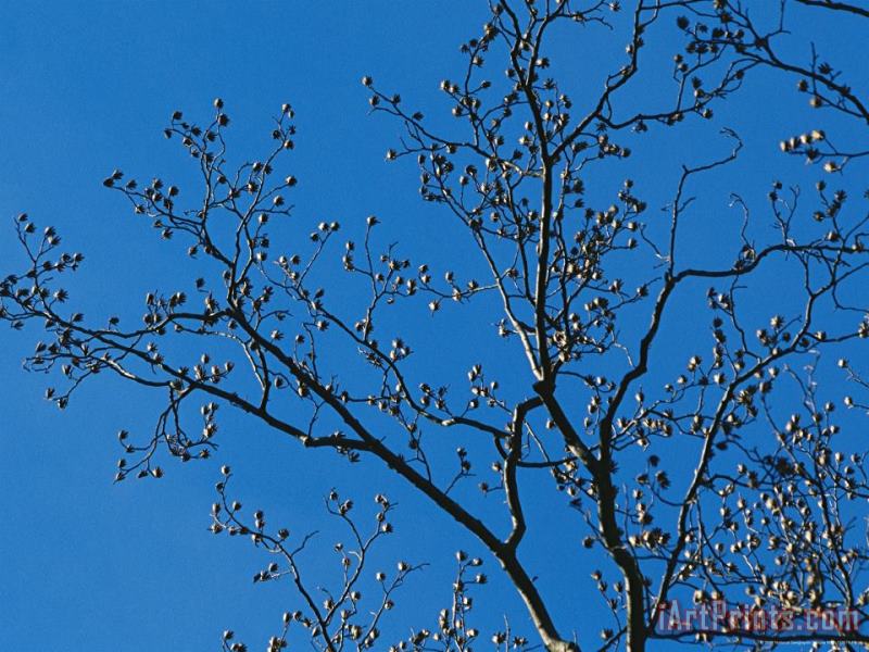 Raymond Gehman Tree Branches in Sunlight Viewed Against a Cloudless Blue Sky Art Painting