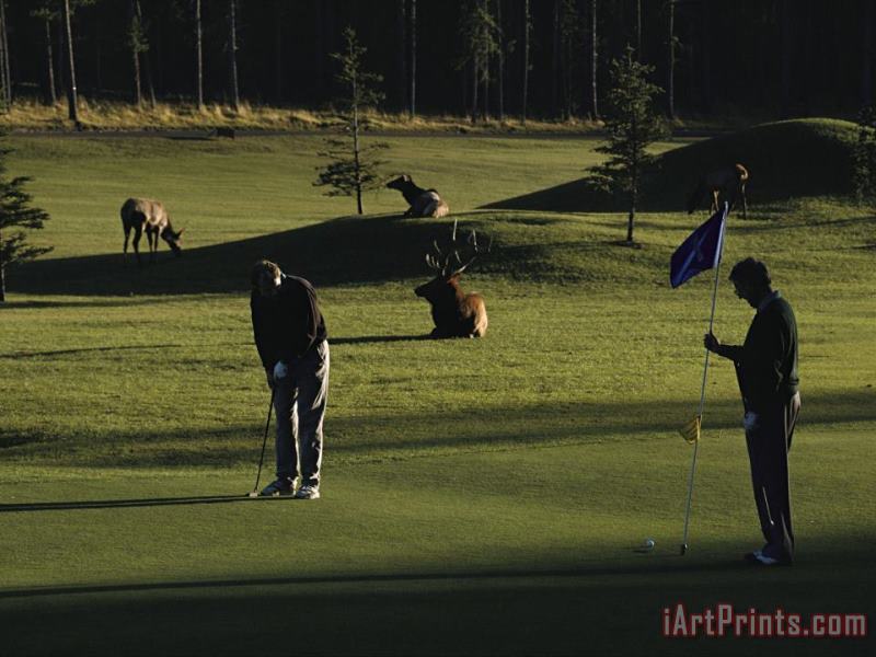 Raymond Gehman Two People Play Golf While Elk Graze on The Golf Course Art Print