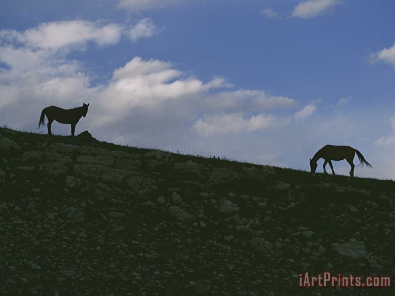 Raymond Gehman Two Wild Horses Are Silhouetted by The Setting Sun Art Painting