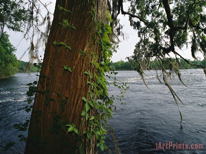 View Across The Savannah River Past a Cypress Tree Laced with Moss painting - Raymond Gehman View Across The Savannah River Past a Cypress Tree Laced with Moss Art Print