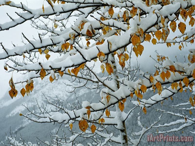 Raymond Gehman View of Snow Laden Poplar Branches Art Print