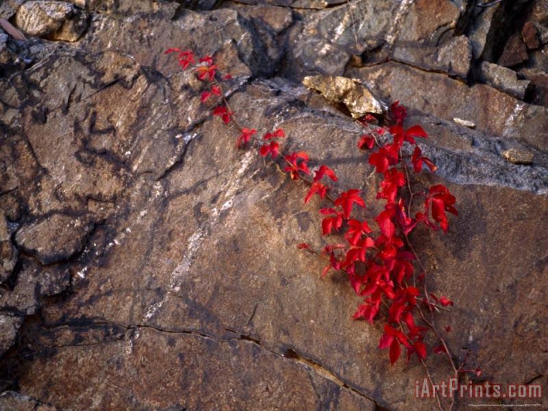 Raymond Gehman Virginia Creeper in Bright Fall Red Colors Growing on a Boulder Art Painting