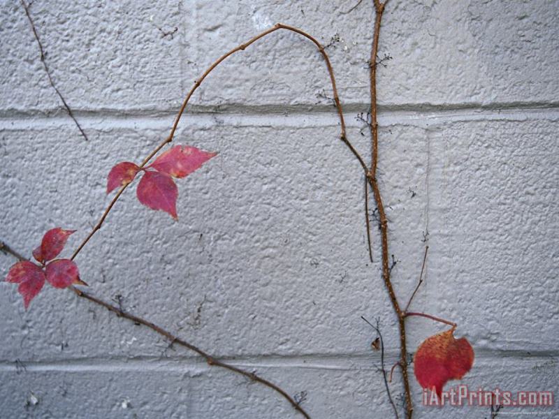 Raymond Gehman Virginia Creeper with Fall Colors Clings to a Wall of a Building Art Print