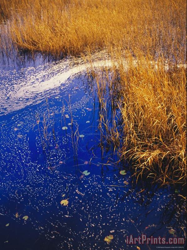 Raymond Gehman Water Lilies Wind Whipped Foam And Wire Grass at The Lakes Edge Near Lake Waccamaw Art Print