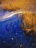 A Close View of Wind Rustled Maiden Grass Prints - Water Lilies Wind Whipped Foam And Wire Grass at The Lakes Edge Near Lake Waccamaw by Raymond Gehman