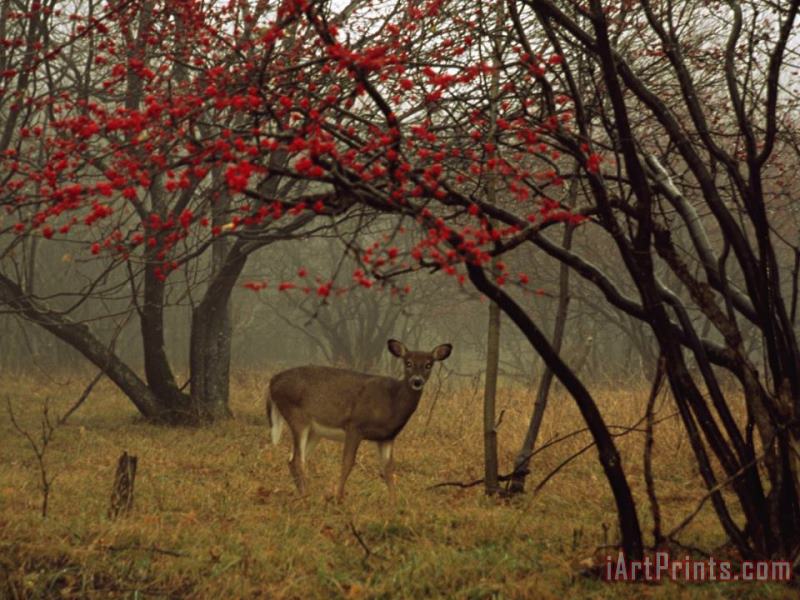 Raymond Gehman White Tailed Deer Doe in a Foggy Forest Clearing in Autumn Art Print