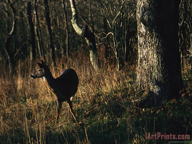 Raymond Gehman White Tailed Deer Standing Near Oak Tree at Woods Edge Art Print