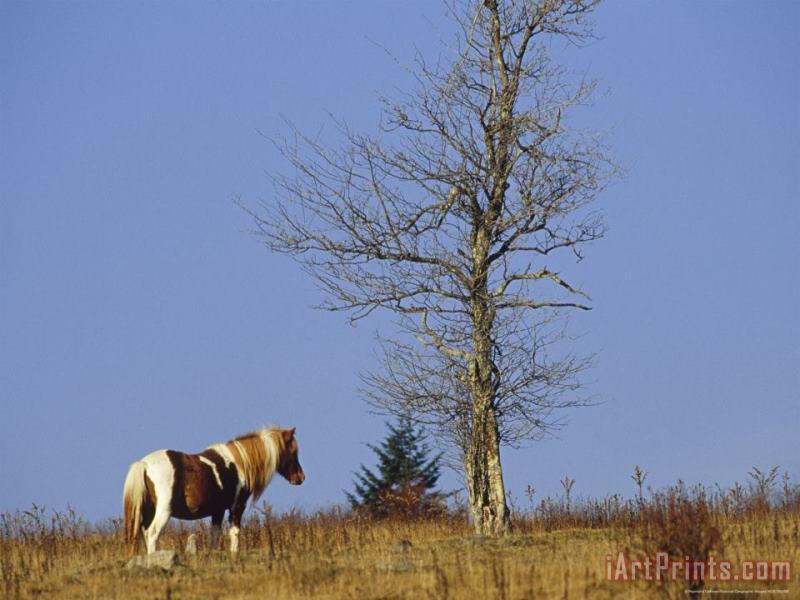 Wild Horse And an Ash Tree on The Appalachian Trail painting - Raymond Gehman Wild Horse And an Ash Tree on The Appalachian Trail Art Print
