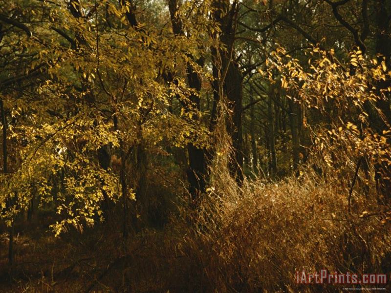Woodland View of a Maritime Forest in Autumn Colors painting - Raymond Gehman Woodland View of a Maritime Forest in Autumn Colors Art Print