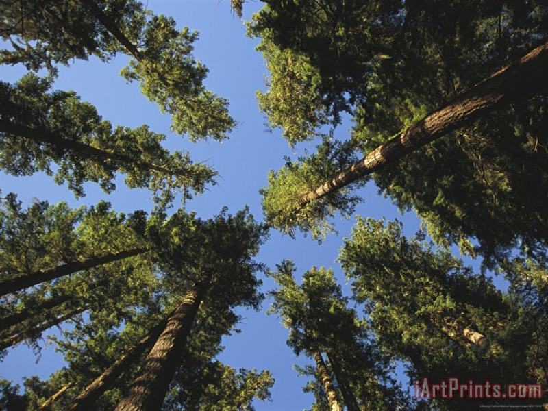 Raymond Gehman Woodland View of a Towering Forest of Evergreens Art Print