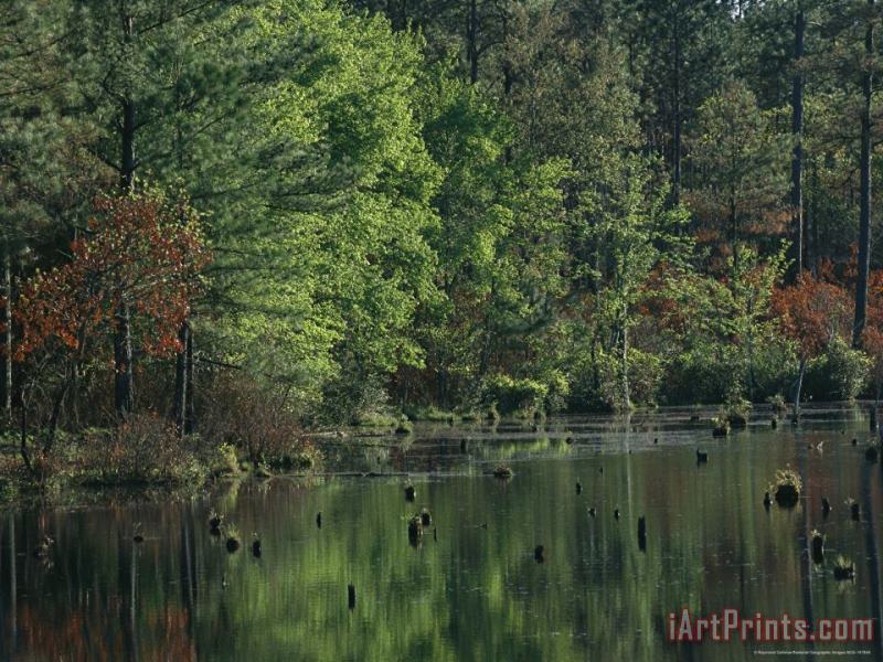 Raymond Gehman Woodland Waterway with Tree Reflections Art Print
