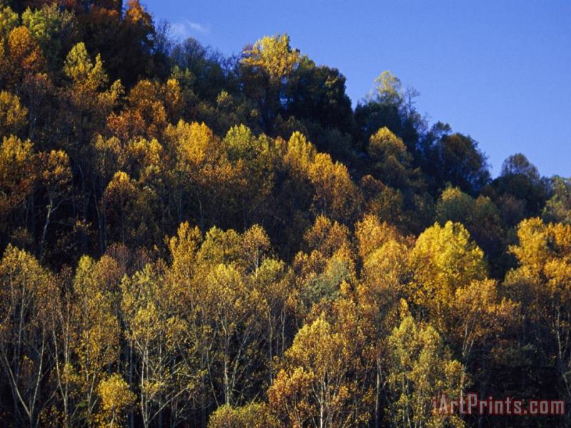 Yellow Birch Maple And Poplar Leaves Brighten Paint Mountain painting - Raymond Gehman Yellow Birch Maple And Poplar Leaves Brighten Paint Mountain Art Print