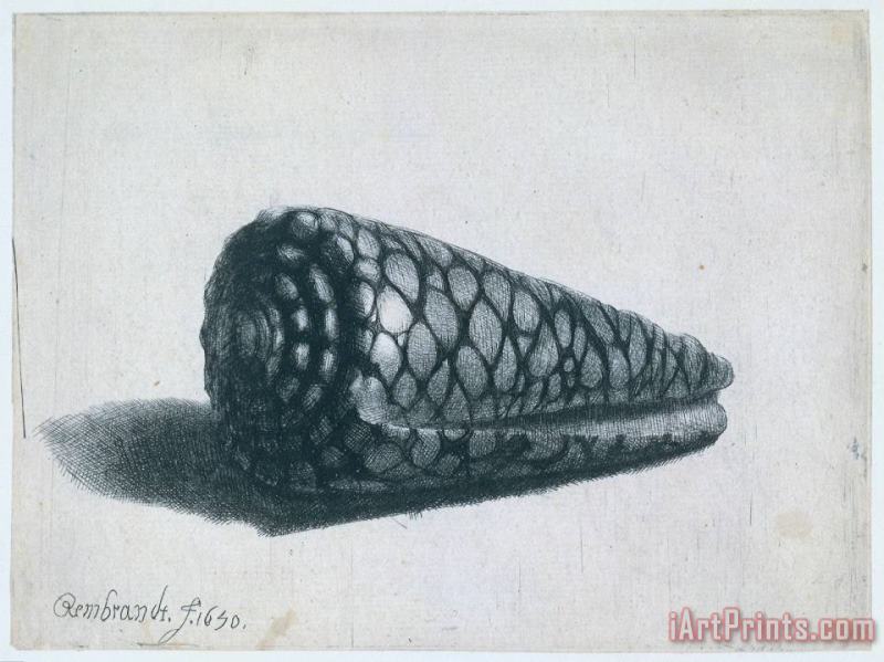 Rembrandt Cone Shell (conus Marmoreus) Art Print
