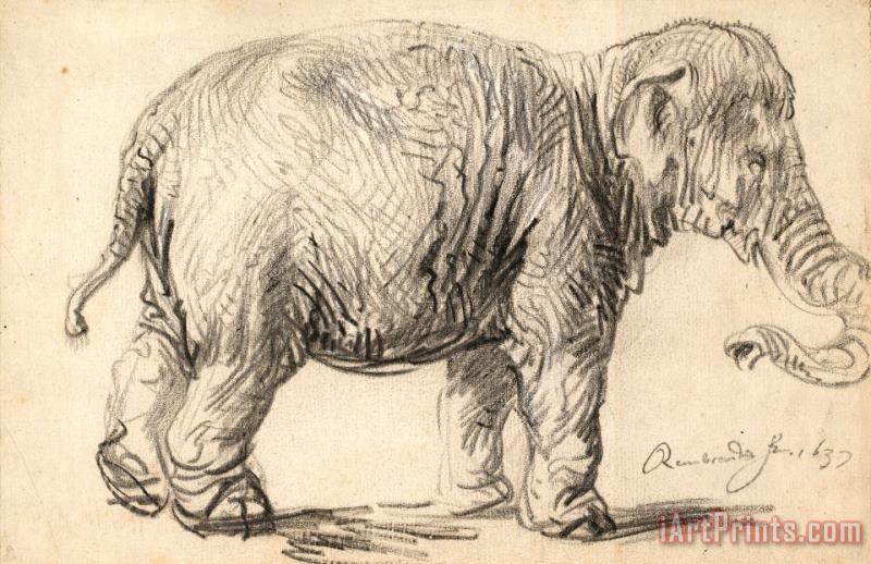 An Elephant, 1637 painting - Rembrandt Harmensz van Rijn An Elephant, 1637 Art Print