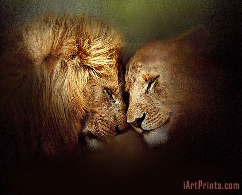 Lion Love painting - Robert Foster Lion Love Art Print