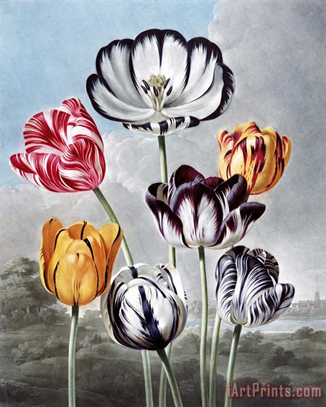 Tulips painting - Robert John Thornton Tulips Art Print