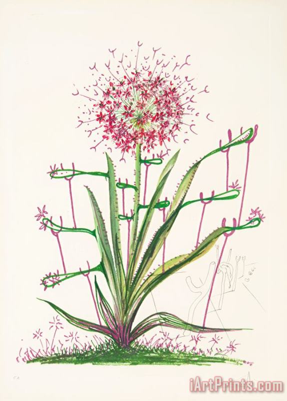 Salvador Dali Desert Cactus, From Florals, 1972 Art Print