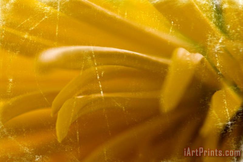 Chrysanthenum Yellow painting - Sia Aryai Chrysanthenum Yellow Art Print