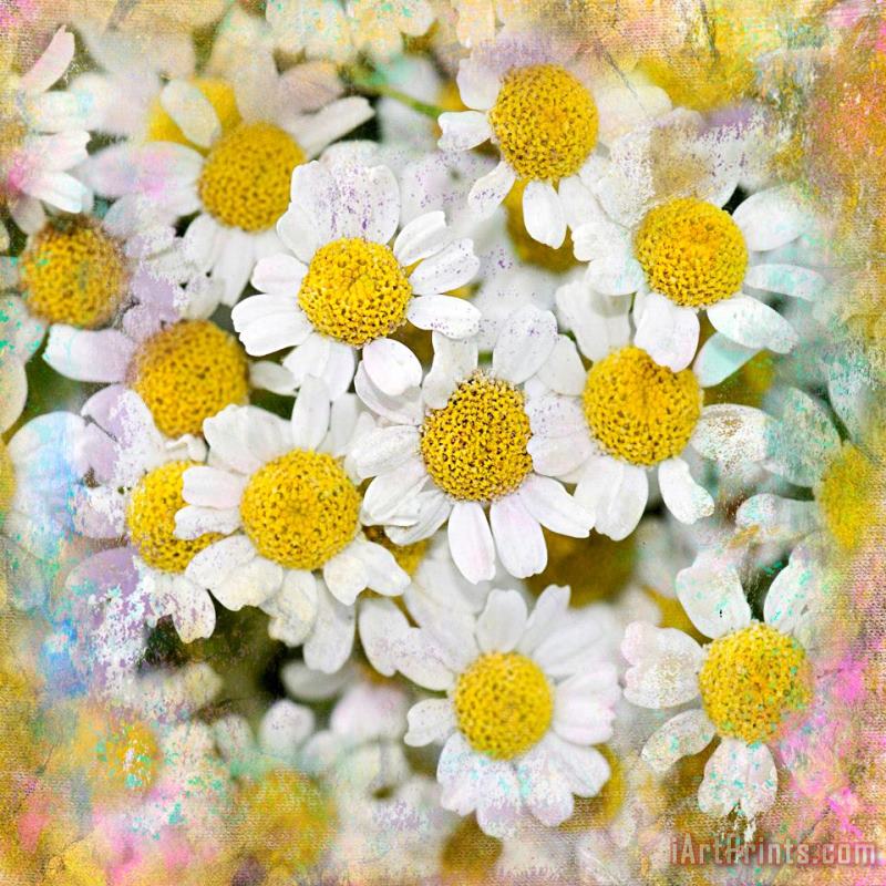 Daisy Garden painting - Sia Aryai Daisy Garden Art Print