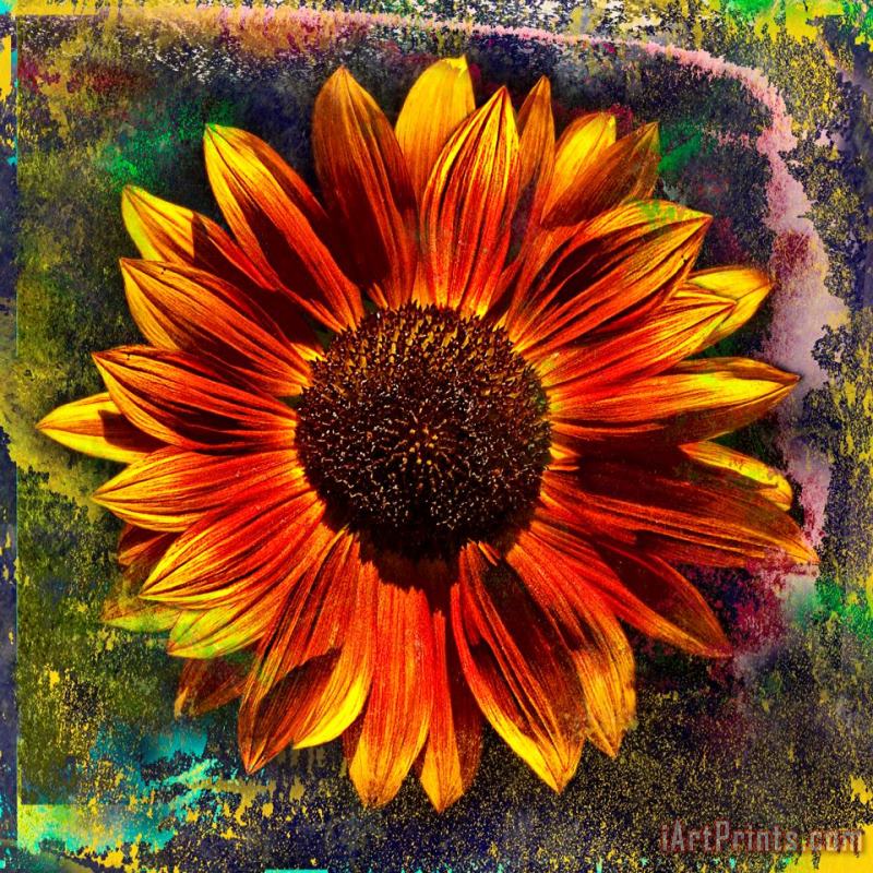 Sia Aryai Sunflower Red Art Print