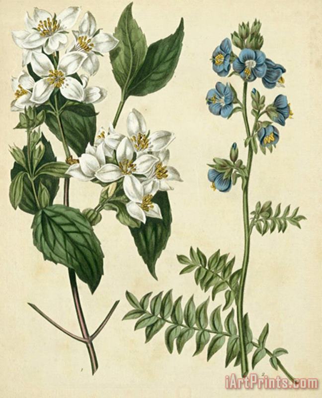 Sydenham Teast Edwards Cottage Florals I Art Print